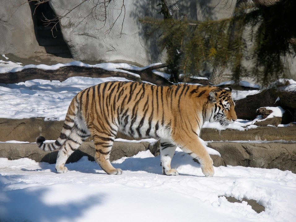 Ejemplar de Tigre Siberiano